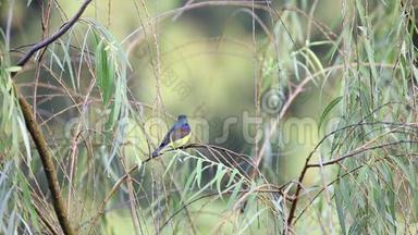 一只棕色的小太阳鸟，雄鸟在柳树上栖息和歌唱
